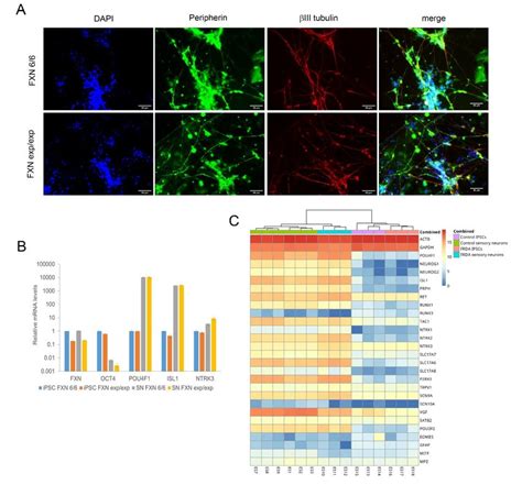 iPSC derived Sensory Neurons by Tempo Bioscience